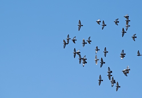 A large flock of pigeons in flight with a blue sky background in Dubai, United Arab Emirates.