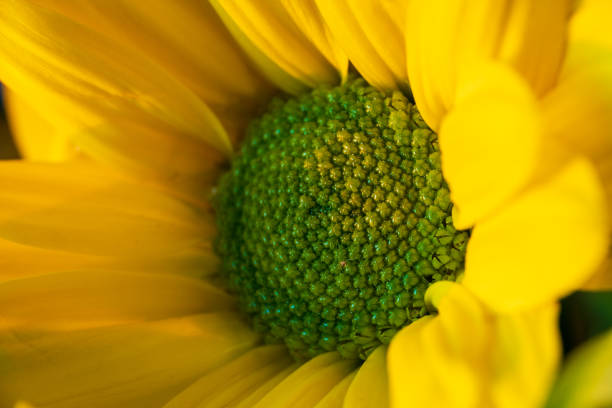 Closeup of a yellow chrysanthemum.