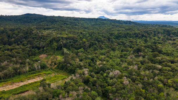 istock aerial view of forest 1373296522