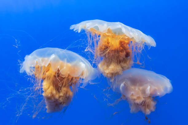 istock Orange jellyfish (Chrysaora fuscescens or Pacific sea nettle) in blue ocean water 1373297227