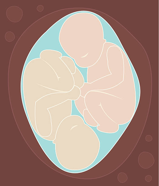 twin dzieci - twin fetus uterus human pregnancy stock illustrations