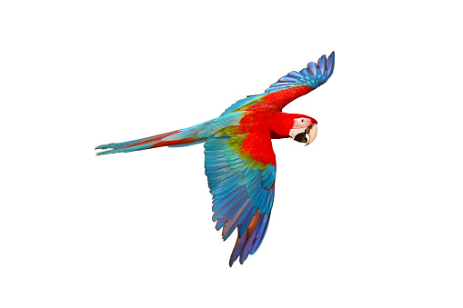 Colorful macaw parrot isolated on white background