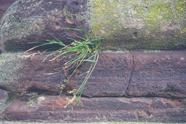 weeds between an old stone wall in selective focus