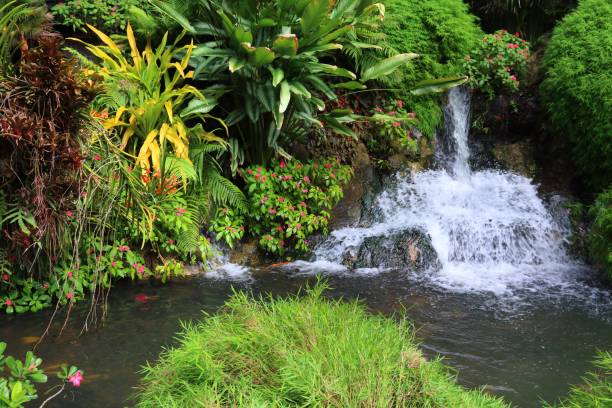 istock Guadeloupe Botanical Garden in Deshaies 1373303371