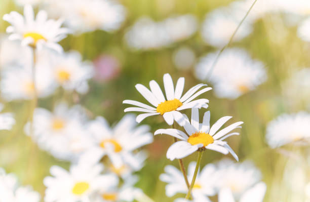 istock Nature background with wild flowers camomiles. Soft focus. Close up. 1373303561