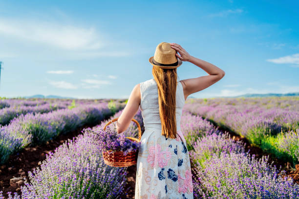 Beauty at the lavender field
