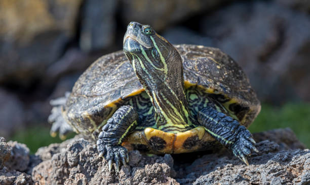 istock Frontal Close-up view of a Yellow-bellied slider 1373305236