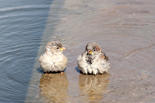 Birds. Two funny cute sparrows bathe in a city puddle close-up on a warm autumn day