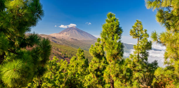 vulcano teide - vista dal mirador la crucita (tenerife, isole canarie) - tenerife foto e immagini stock