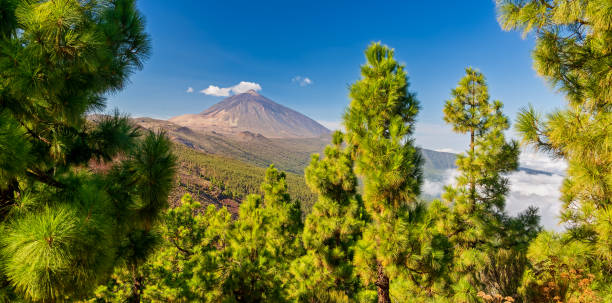 Volcano Teide - view from Mirador La Crucita (Tenerife, Canary Islands) Volcano Teide - view from Mirador La Crucita (Tenerife, Canary Islands) pine woodland stock pictures, royalty-free photos & images
