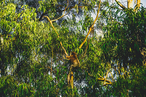 A Koala Bear sitting on an eucalyptus tree in Australia