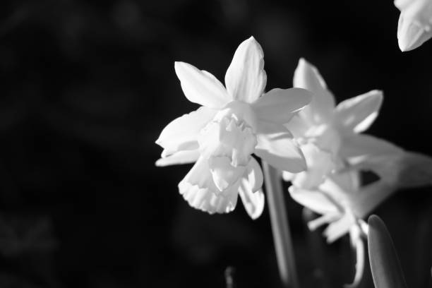 istock it's spring ! first flowers in the garden, daffodils in black and white 1373306448