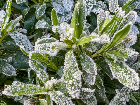 A green frozen garden plant in winter.