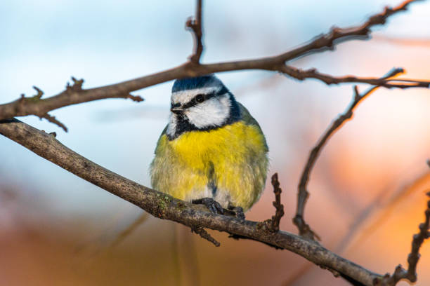 istock Eurasian Blue Tit perched on a tree branch 1373309000