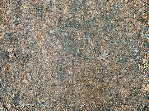 Frozen soil with needles of a fir.