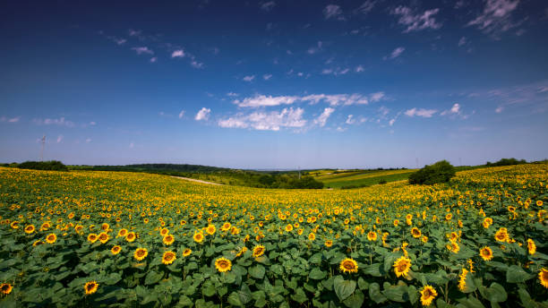 istock Field of Young Sunflowers 1373313852