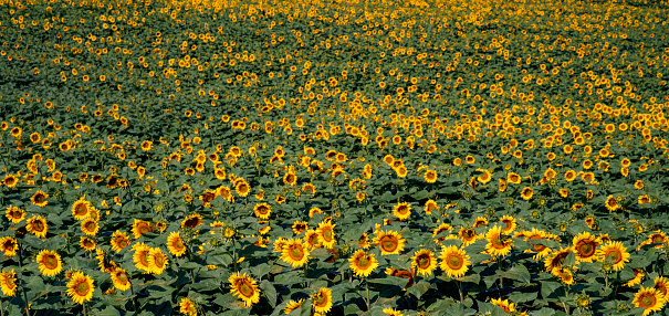Scenic sunflowers field.