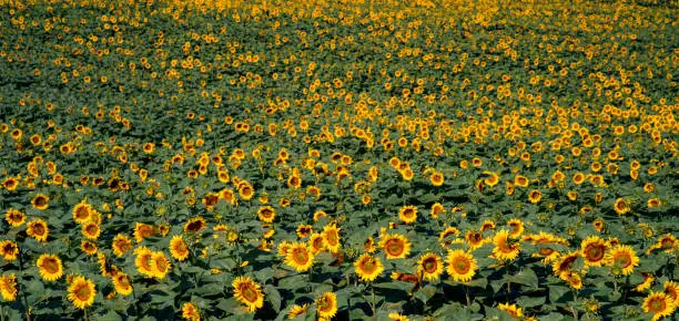 Photo of Field of Young Sunflowers