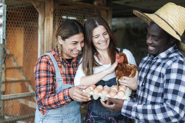istock Multiracial farmer people holding chicken and fresh eggs inside henhouse 1373331465