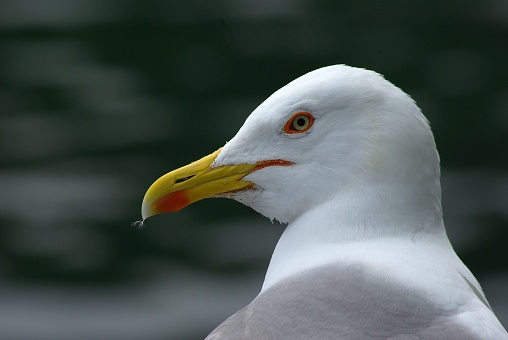 Close-up of a white seagull. The white seagull is sitting in the meadow in the greenery.