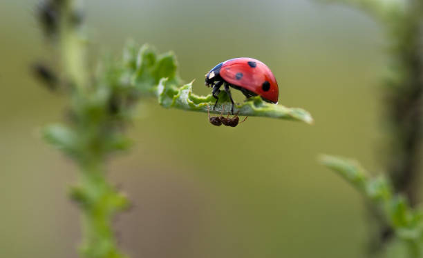 istock Red ladybug in green grass. Ladybug has black spots on its back. Green grass in the forest. Ladybugs fly in the meadow. 1373337355