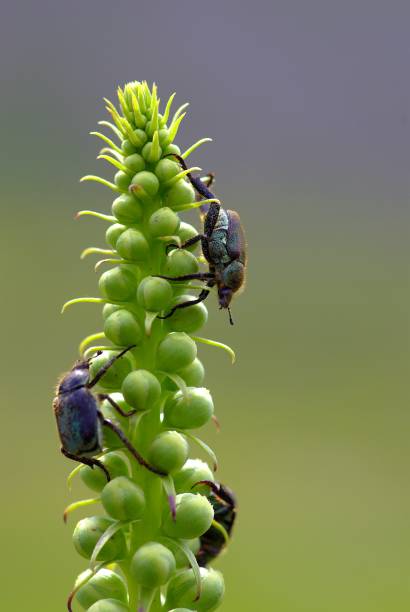 besouros japoneses, uma espécie de besouro escaravelho que se alimenta de vegetação verde - introduced species - fotografias e filmes do acervo