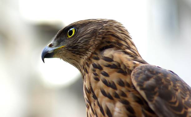 istock A brown hawk bird in untouched nature. 1373339462