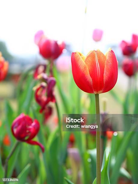 Colorful Tulip Stock Photo - Download Image Now - Beauty In Nature, Blossom, Colors