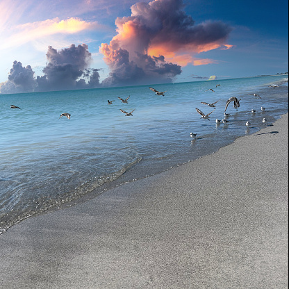 Sanderlings on a quiet stretch of beach on Sanibel Island.