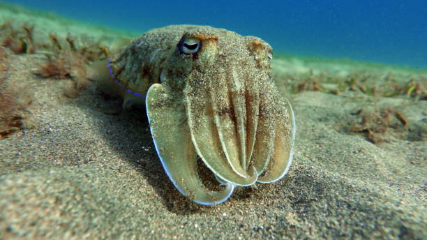 Sepia pharaonis. Mollusks. Sepia pharaonis. Mollusks, type of Mollusk. Head-footed mollusks. Cuttlefish squad. Pharaoh cuttlefish. sepia pharaonis stock pictures, royalty-free photos & images