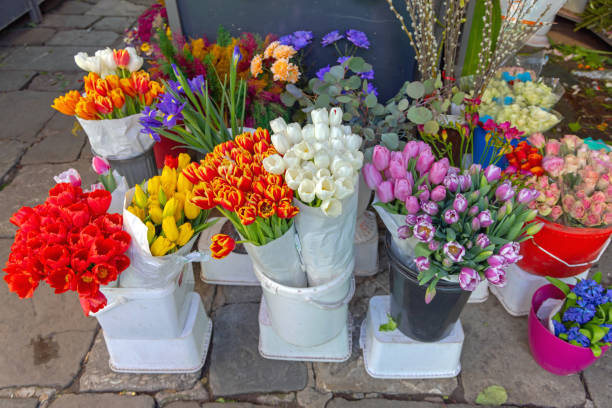 istock Fresh Tulips Flowers 1373347779