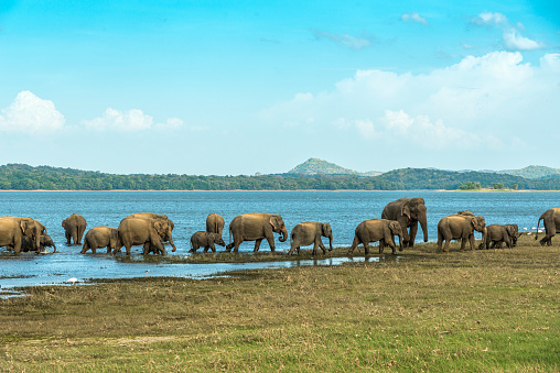 Asian elephant, elephas maximus maximus.  Sri Lanka near a lake