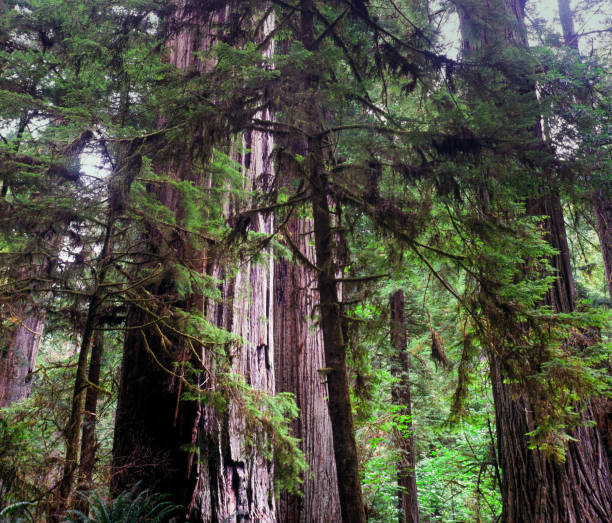 Giant redwood trees,  Redwood National Park, California stock photo