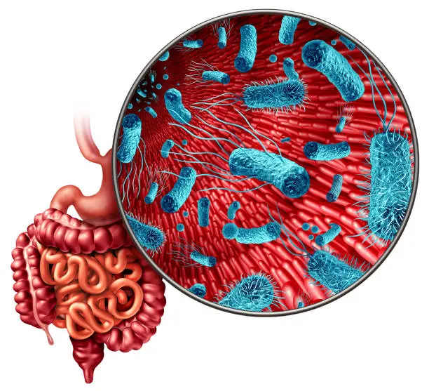 Photo of Microbiome Digestion Bacteria