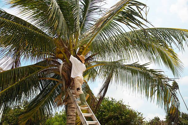 Retiro coconuts - foto de stock