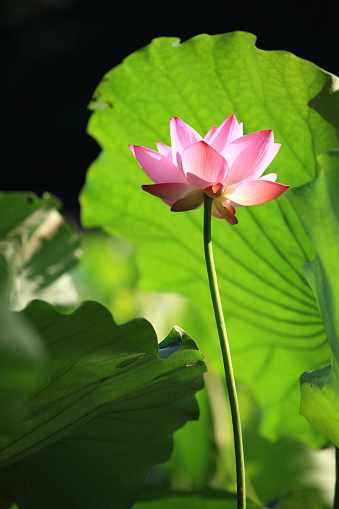 One pink water lily. Four water lilies in sunny day. Nymphaea. Peach Glow. Red Nymphaea.