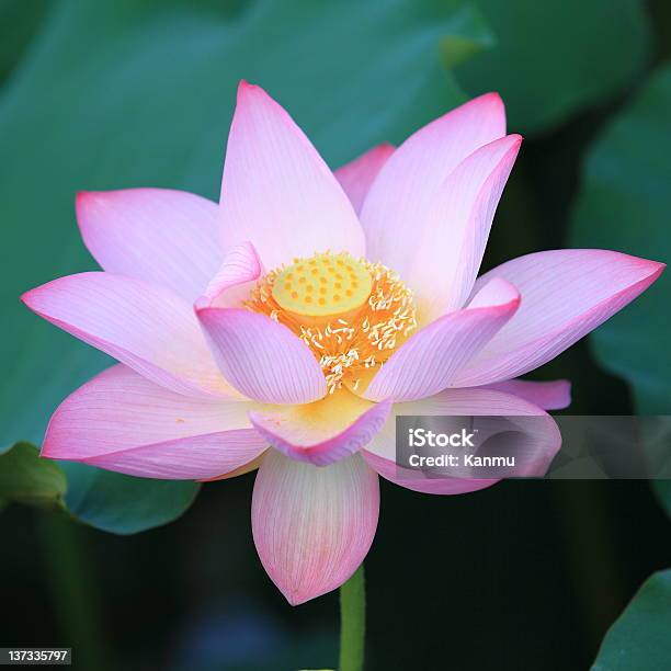 Flor De Lótus - Fotografias de stock e mais imagens de Flor - Flor, Horta, Amarelo