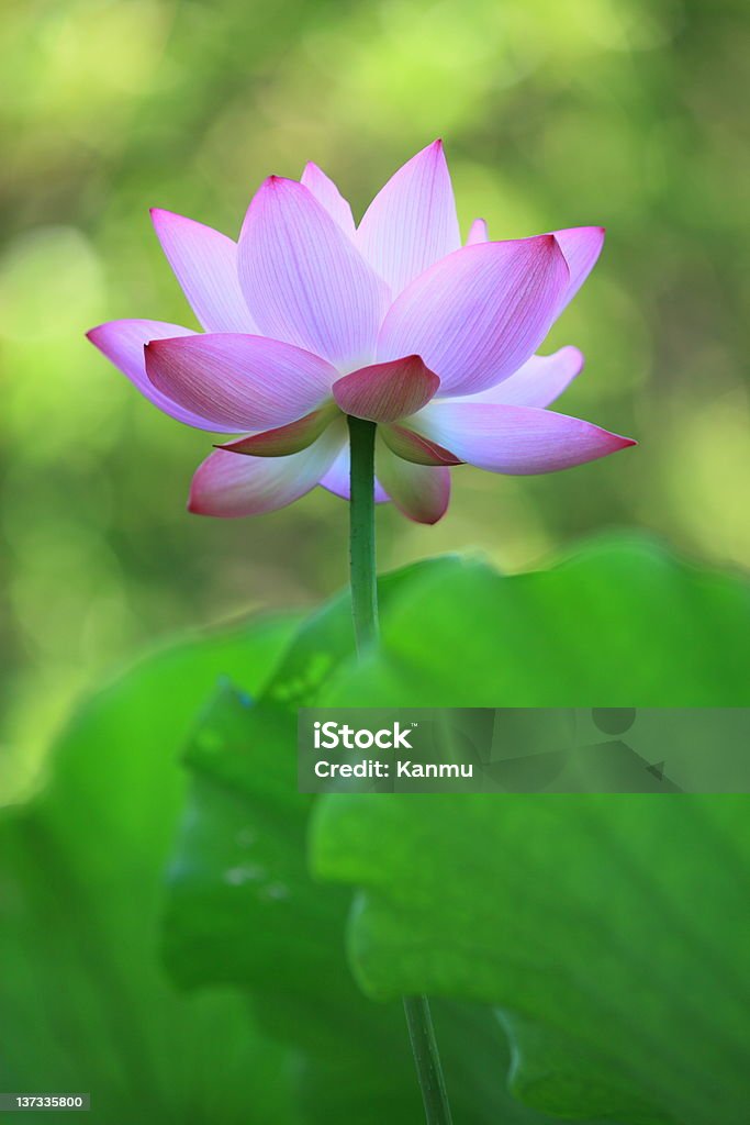 Beautiful lotus flower Lotus, a kind of growth in the tropical and temperate aquatic plants, bloom in the summer, is a symbol of Buddhism, can edible and ornamental Beauty Stock Photo