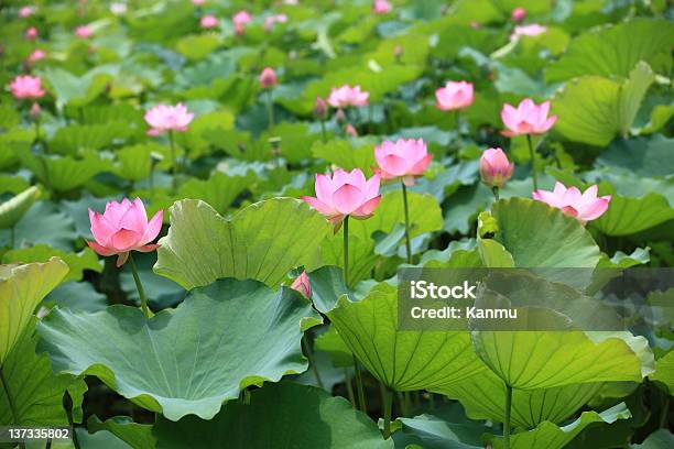 Lotus Пруд — стоковые фотографии и другие картинки Декоративное растение - Декоративное растение, Ботаника, Буддизм