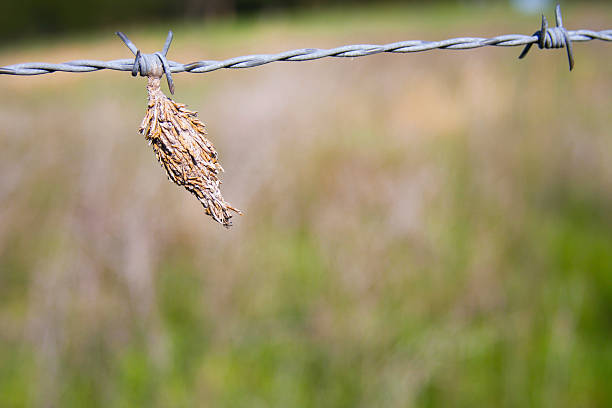 From Cocoon to Butterfly stock photo