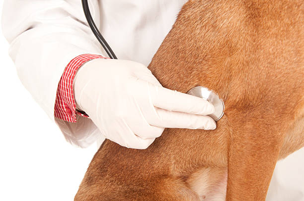 istock dog to the vet 137336119