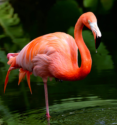 750+ Pink Flamingo Pictures [HD] | Download Free Images on Unsplash