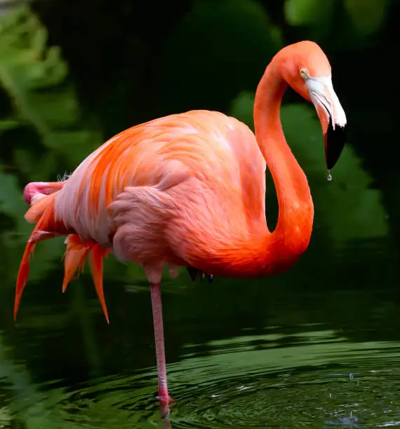 Orange Flamingo standing on one leg