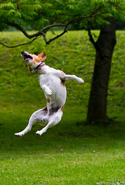 istock Dog jump into the air 137336544
