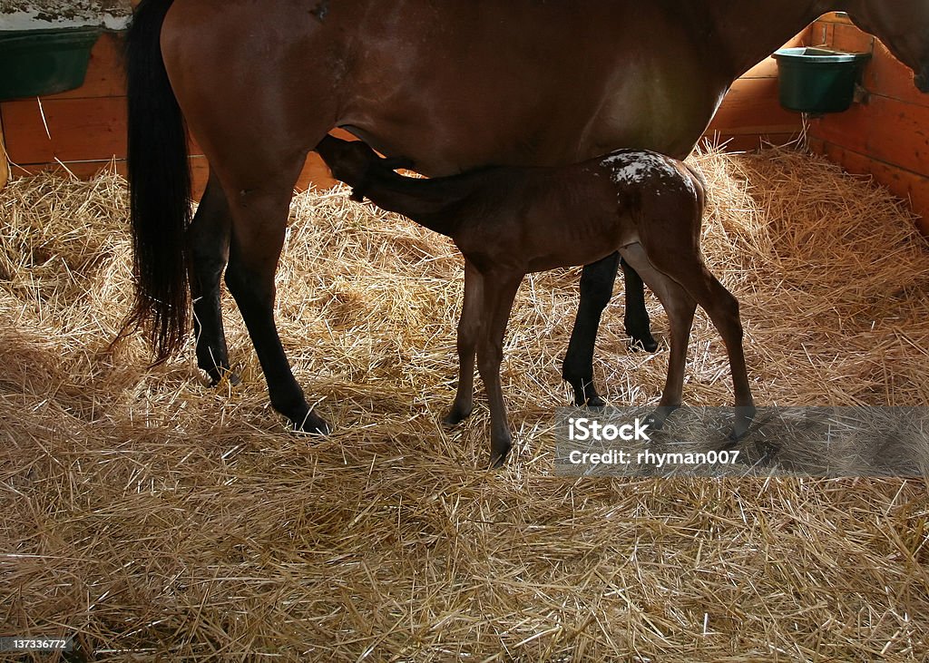 Bébé cheval - Photo de Allaiter libre de droits