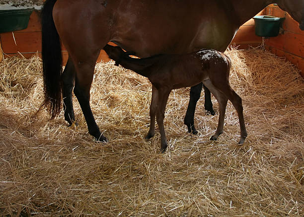istock Baby Horse 137336772