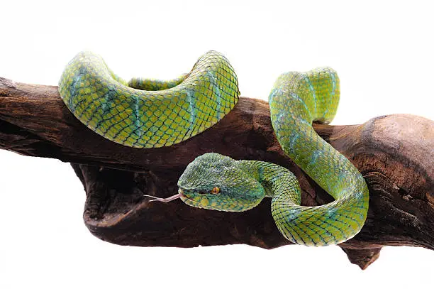 Photo of Wagler pit viper