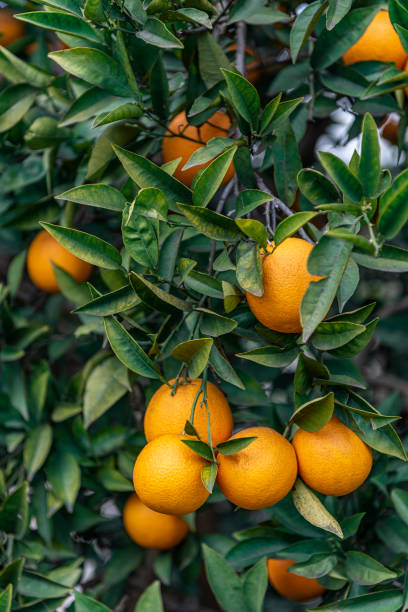 istock Fresh lot of oranges hanging on the trees 1373371082