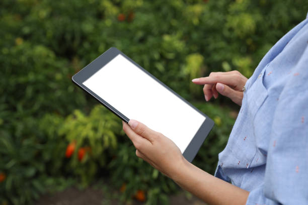 istock Woman using tablet with blank screen in field, closeup. Agriculture technology 1373379264