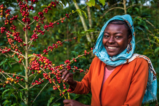 young african woman collecting coffee cherries, east africa - etiopia i imagens e fotografias de stock